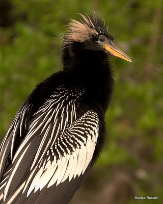  Anhinga (Anhinga anhinga) By Densie Russell