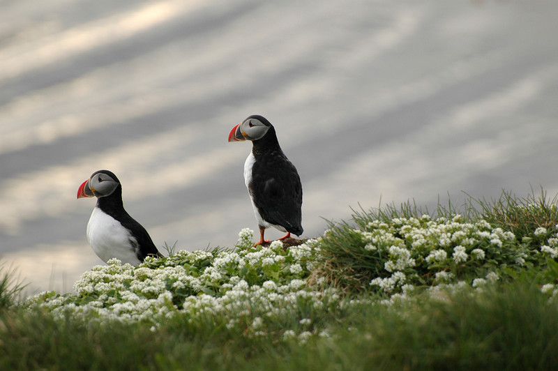 Atlantic Puffin (Fratercula arctica) by Bob-Nan