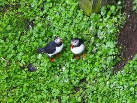 Atlantic Puffin (Fratercula arctica) by Ian