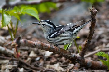 Black-and-white Warbler (Mniotilta varia) by Anthony 747 Black-and-white Warbler (Mniotilta varia) by Anthony 747