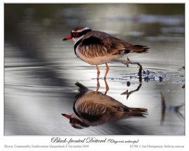 Black-fronted Dotterel (Elseyornis melanops) by Ian Black-fronted Dotterel (Elseyornis melanops) by Ian