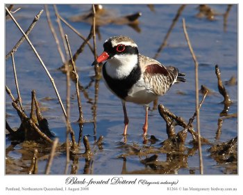 Black-fronted Dotterel (Elseyornis melanops) by Ian Black-fronted Dotterel (Elseyornis melanops) by Ian