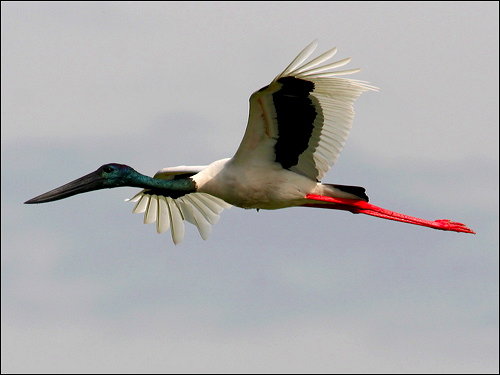 Black-necked Stork (Jabiru) (Ephippiorhynchus asiaticus) by Ian Black-necked Stork (Jabiru) (Ephippiorhynchus asiaticus) by Ian