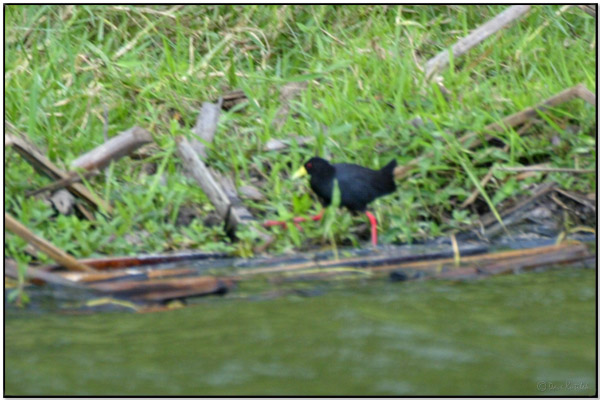 Black Crake (Amaurornis flavirostra) by Daves BirdingPix