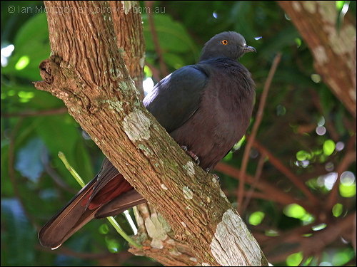 Christmas Imperial Pigeon (Ducula whartoni) by Ian Montgomery