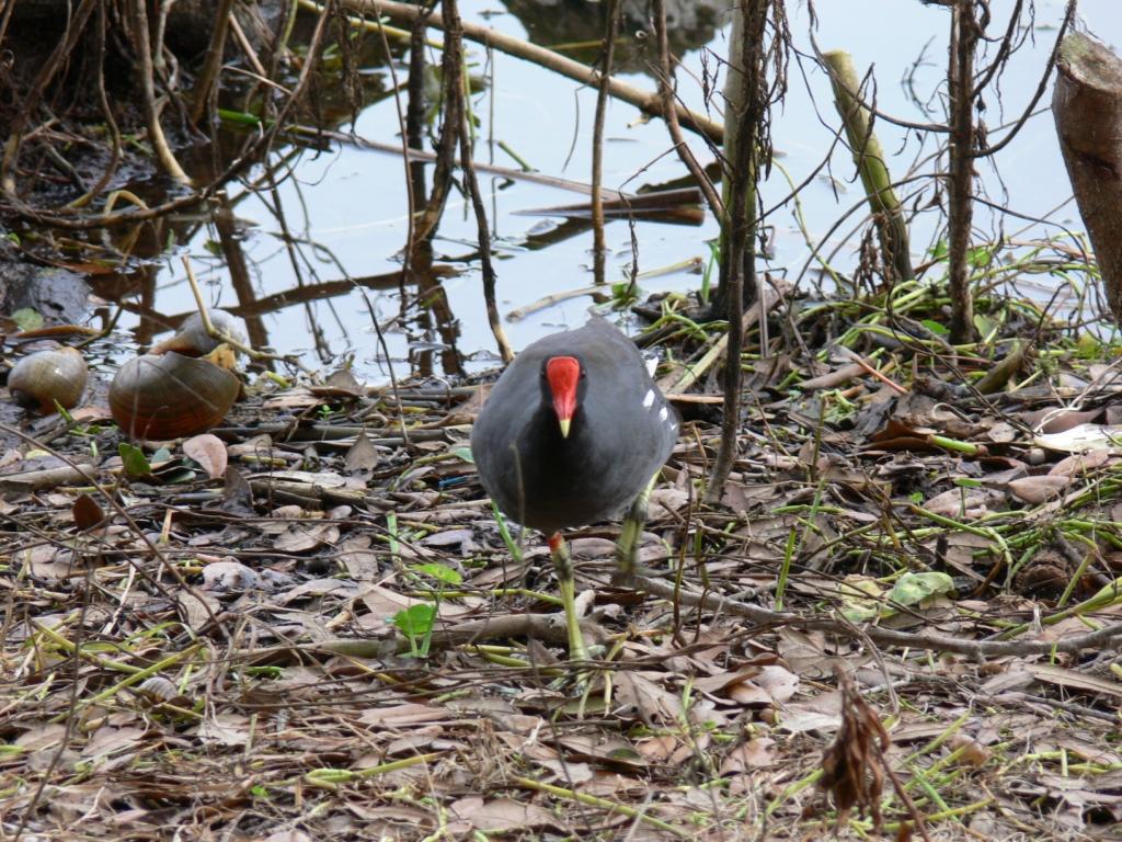 Common Moorhen (Gallinula chloropus) by Lee