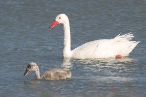 Coscoroba Swan (Coscoroba coscoroba) ©Arthur Grosset