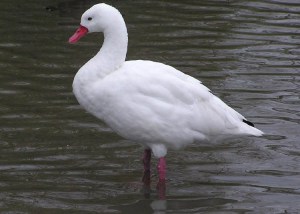 Coscoroba Swan (Coscoroba coscoroba) ©Wikipedia