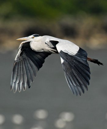 Grey Heron (Ardea cinerea) by W Kwong