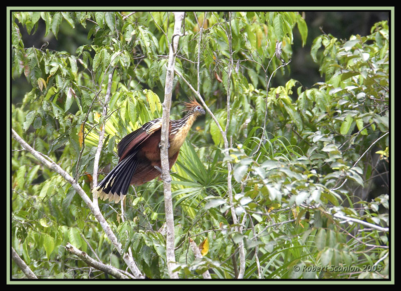 Hoatzin ( Opisthocomus hoazin) by Robert Scanlon