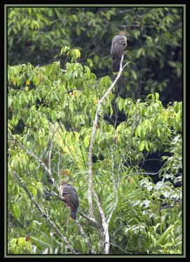 Hoatzin ( Opisthocomus hoazin) by Robert Scanlon