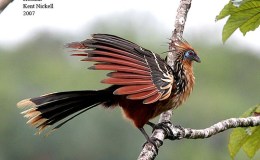 Hoatzin Bird: Evidence Against Evolutionary Ideas –&nbsp;Answers