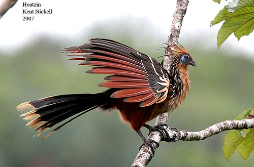 Hoatzin(Opisthocomushoazin) by Kent Nickel