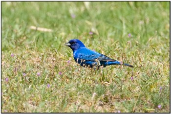 Indigo Bunting (Passerina cyanea) by Daves BirdingPix
