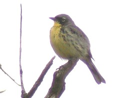 Kirtland's Warbler (Dendroica kirtlandii) by Kent Nickell
