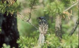 Creation Moment’s – Do Birds Take A Sabbath&nbsp;Rest?