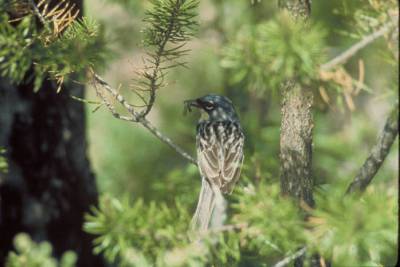 Kirtland's Warbler (Setophaga kirtlandii) ©USFWS