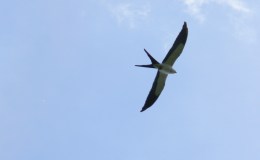 Birdwatching and Blessings –&nbsp;6/7-10/21