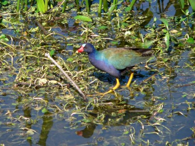 Purple Gallinule by Lee at Lake Hollingsworth