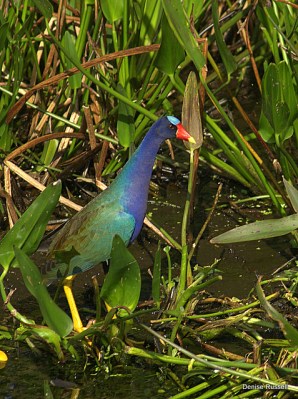 Purple Gallinule (Porphyrio martinica) by Densie Russell