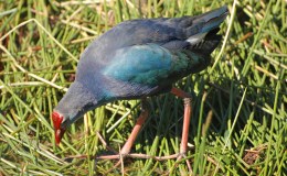 Porphyrion On The “Do Not Eat”&nbsp;List?