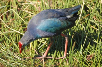 Purple Swamphen (Porphyrio porphyrio) by Bob-Nan