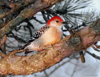 Red-bellied Woodpecker (Melanerpes carolinus) by J Fenton