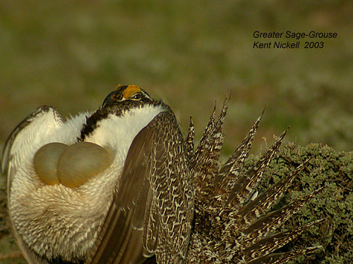 Sage Grouse (Centrocercus urophasianus) by Kent Nickel