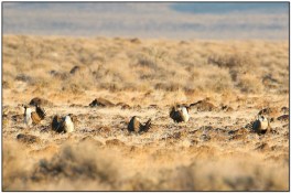 Sage Grouse (Centrocercusurophasianus) by Dave's BirdingPix