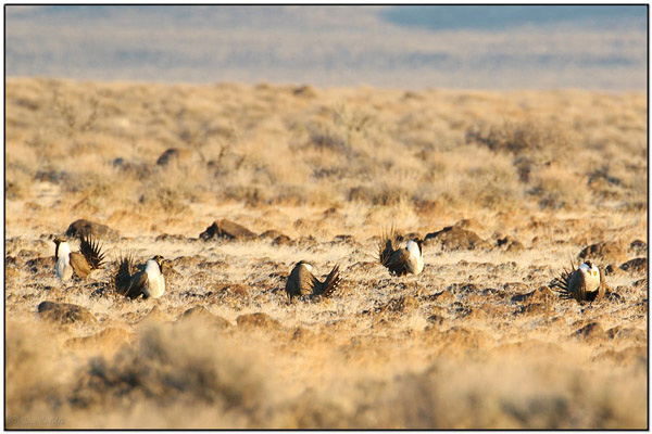 Sage Grouse (Centrocerc usurophasianus) by Dave's BirdingPix
