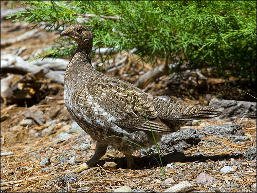 Sooty(Blue) Grouse (Dendragapus fuliginosus) by Ian