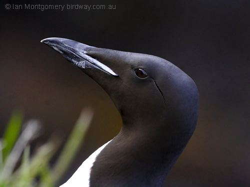 Thick-billed Murre (Uria lomvia) by Ian