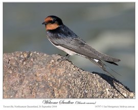Welcome Swallow (Hirundo noexena) by Ian