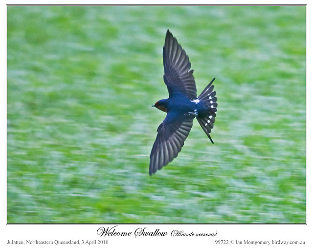 Welcome Swallow (Hirundo neoxena) by Ian