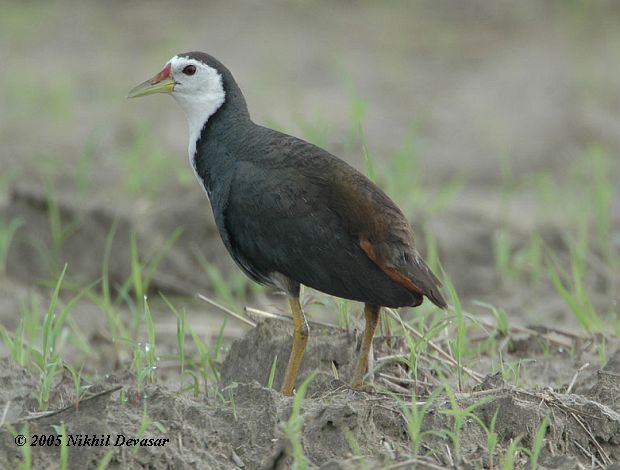 White-breasted Waterhen (Amaurornis phoenicurus) by Nikhil Devasar