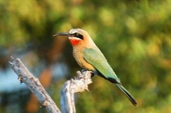 White-fronted Bee-eater (Merops bullockoides) by Bob-Nan