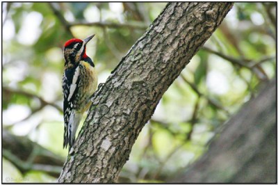Yellow-bellied Sapsucker (Sphyrapicus varius) by Daves BirdingPix