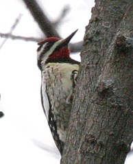 Yellow-bellied Sapsucker (Sphyrapicus varius) by Kent Nickell