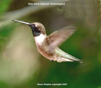 Black-chinnedHummingbird (Archilochus alexandri) by S Slayton