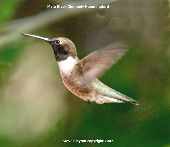 Black-chinnedHummingbird (Archilochus alexandri) by S Slayton