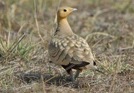 Chestnut-belliedSandgrouse (Pterocles exustus) by Nikhil Devasar