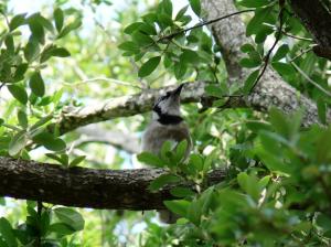 Blue Jay in tree at Hampton Pines