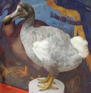 Dodo (Raphus cucullatus) Extinct by Wikipedia