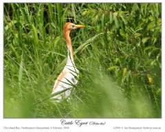 Eastern Cattle Egret (Bubulcus coromandus)2 by Ian Montgomery