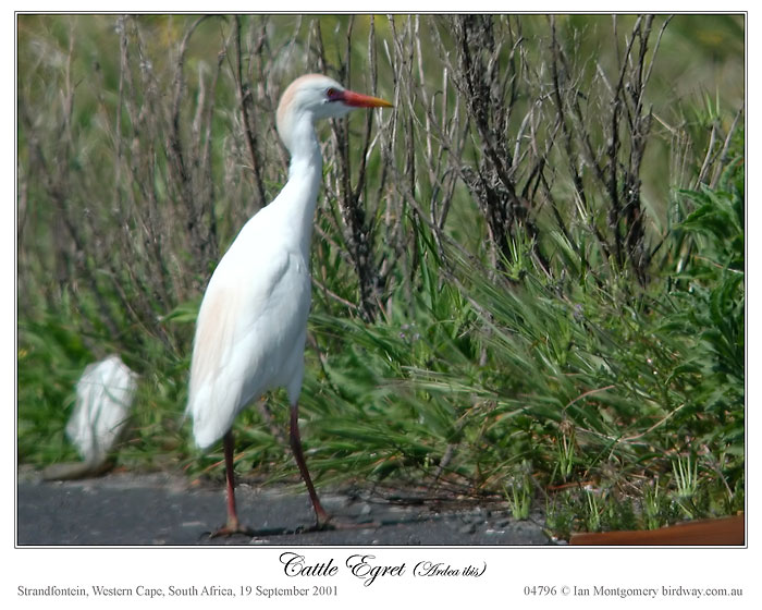 Eastern Cattle Egret (Bubulcus coromandus)3 by Ian Montgomery