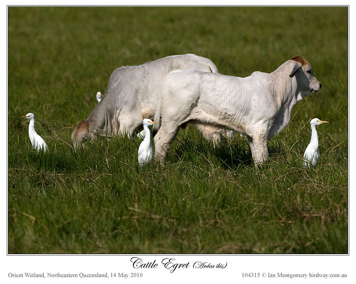 Eastern Cattle Egret (Bubulcus coromandus)4 by Ian Montgomery