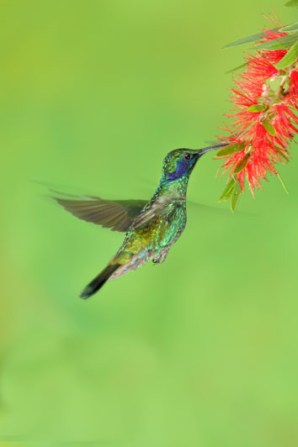 GreenVioletear (Colibri thalassinus) Reinier Munguia
