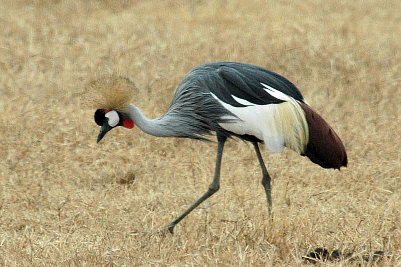 Grey Crowned Crane (Balearica regulorum) by Bob-Nan