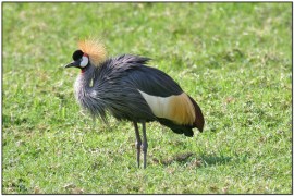 Grey Crowned Crane (Balearica regulorum) by Daves BirdingPix