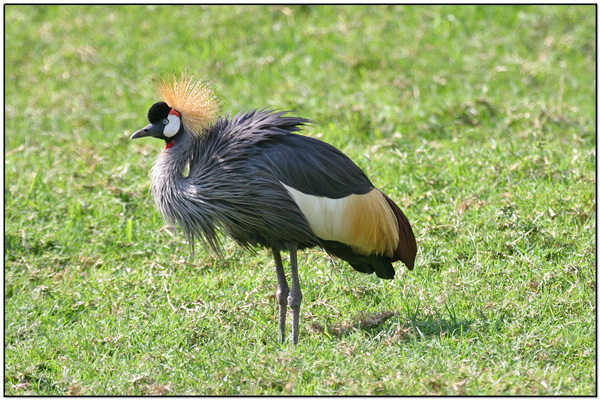Grey Crowned Crane (Balearica regulorum) by Daves BirdingPix